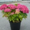 Hortensia Macrophylla Rosita/pot De 7,5l - 40/60 Cm -VIDA Plantes Magasin 63ed48d23298a8.09569218