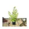 Hortensia Paniculata Limelight/pot De 7,5l - 60/80 Cm -VIDA Plantes Magasin 63ed48fb1ab255.43023341