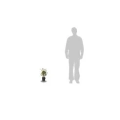 Azalée Japonaise Japonica Mme Van Heck/pot De 3l - 20/40 Cm -VIDA Plantes Magasin 63ed49038153d5.04905803