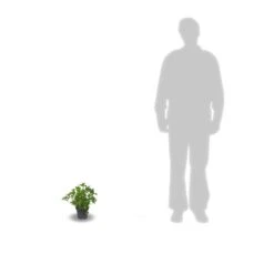 Hortensia Macrophylla Leuchtfeuer/pot De 3l - 20/40 Cm -VIDA Plantes Magasin 63ed4918a19602.32274856