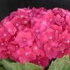 Hortensia Macrophylla Leuchtfeuer/pot De 3l - 20/40 Cm -VIDA Plantes Magasin 63ed4918a8a0c1.22663369