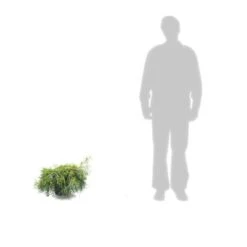 Faux Cyprès Pisifera Sungold/pot De 5l - 40/60 Cm -VIDA Plantes Magasin 63ed4c190cca06.54404568