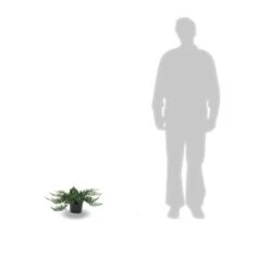 Genévrier Sabine Sabina Tamariscifolia/pot De 3l - 20/40 Cm 5 Genévrier Sabine Sabina Tamariscifolia/pot De 3l - 20/40 Cm -VIDA Plantes Magasin 63ed4c90962055.58291274