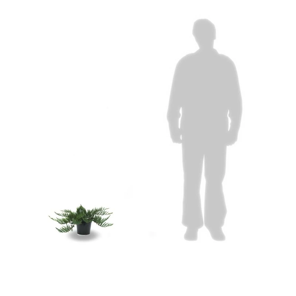 Genévrier Sabine Sabina Tamariscifolia/pot De 3l - 20/40 Cm 4 Genévrier Sabine Sabina Tamariscifolia/pot De 3l - 20/40 Cm – Image 2