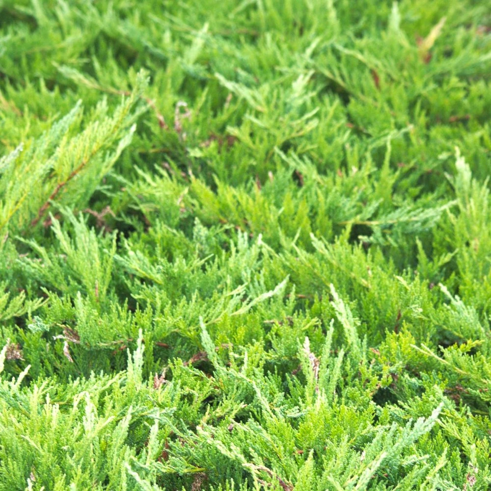 Genévrier Sabine Sabina Tamariscifolia/pot De 3l - 20/40 Cm 3 Genévrier Sabine Sabina Tamariscifolia/pot De 3l - 20/40 Cm