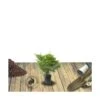 Cèdre Du Japon Japonica Bandai Sugi/pot De 3l - 20/40 Cm -VIDA Plantes Magasin 63ed4cb17da674.72976362