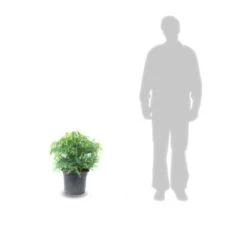 Cèdre Du Japon Japonica Globosa Nana/pot De 12l - 50/60 Cm -VIDA Plantes Magasin 63ed4ccf936414.35481955