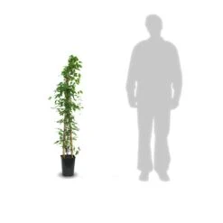 Clématite Armandii Snowdrift/pot De 6l - Tipi Bambou 90/150 Cm -VIDA Plantes Magasin 63ed526f6af959.88319790