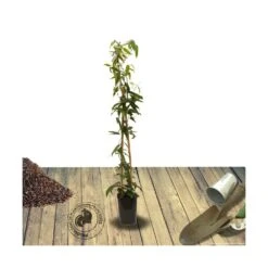 Clématite Armandii Snowdrift/pot De 6l - Tipi Bambou 90/150 Cm -VIDA Plantes Magasin 63ed526f7a8646.18317773
