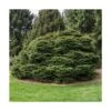 Épicéa Commun Abies Nidiformis/godet - 5/20 Cm -VIDA Plantes Magasin 63ed5481366958.72207459