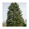 Sapin Du Colorado Concolor/godet - 5/20 Cm -VIDA Plantes Magasin 63ed56d9170ea2.98515135