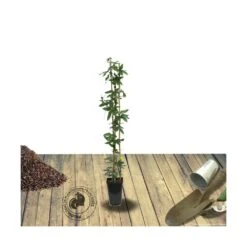 Passiflore Caerulea Purple Haze/pot De 1,5l - Tuteur Bambou 30/60 Cm -VIDA Plantes Magasin 63efe61c735243.01798402