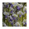Glycine Du Japon Floribunda Cascade/pot De 3l - Echelle Bambou 60/120 Cm -VIDA Plantes Magasin 63efe6618c6f42.88360350