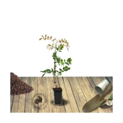 Glycine Du Japon Floribunda Cascade/pot De 3l - Echelle Bambou 60/120 Cm -VIDA Plantes Magasin 63efe661b48637.44880354