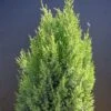 Genévrier De Chine Chinensis Stricta/pot De 7,5l - 40/60 Cm 2 Genévrier De Chine Chinensis Stricta/pot De 7,5l - 40/60 Cm -VIDA Plantes Magasin 63efe8e60d54c1.48992099