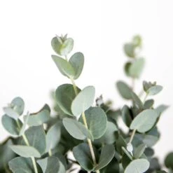 2x Eucalyptus Gunnii - Gommier - Arbuste - Persistant – ⌀17 Cm - ↕40-50 Cm -VIDA Plantes Magasin 63f3b93fa1eaf6.27824930