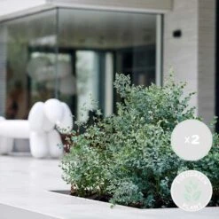 2x Eucalyptus Gunnii - Gommier - Arbuste - Persistant – ⌀17 Cm - ↕40-50 Cm -VIDA Plantes Magasin 63f3b93fa701f4.98565391