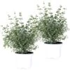 2x Eucalyptus Gunnii - Gommier - Arbuste - Persistant – ⌀17 Cm - ↕40-50 Cm -VIDA Plantes Magasin 63f3b93fb32899.55593165