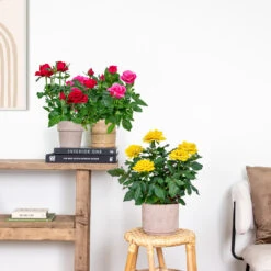 3x Mélange De Rosiers En Pot – Rosa – Patio & Plante D'intérieur – ⌀12cm – ↕20-30cm -VIDA Plantes Magasin 63f3b946bd22a2.84993476