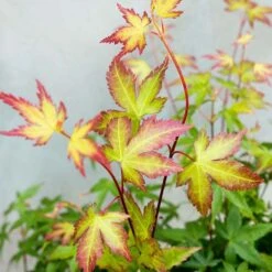 Acer Palmatum 'little Princess' – érable Du Japon – Arbuste - Rustique – ⌀19 Cm - ↕40-50 Cm -VIDA Plantes Magasin 63f3b95f4ce7f5.69030143