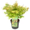 Acer Palmatum 'little Princess' – érable Du Japon – Arbuste - Rustique – ⌀19 Cm - ↕40-50 Cm -VIDA Plantes Magasin 63f3b95f55f939.03838412