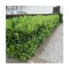 Laurier Palme Laurocerasus Otto Luyken/pot De 4l - 40/60 Cm -VIDA Plantes Magasin 63f4b5f8cf91b6.35003269