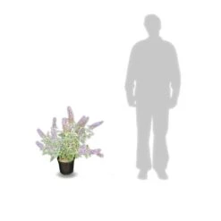 Arbre Aux Papillons Davidii Lochinch/pot De 7,5l - 60/80 Cm -VIDA Plantes Magasin 63f4b609315102.48815059