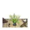 Ceanothe Delilianus Gloire De Versailles/pot De 3l - 20/40 Cm 2 Ceanothe Delilianus Gloire De Versailles/pot De 3l - 20/40 Cm -VIDA Plantes Magasin 63f4b642c3c0b4.06344027