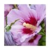 Hibiscus Syriacus Woodbridge/pot De 4l - 40/60 Cm -VIDA Plantes Magasin 63f4b654c3edb2.40011452
