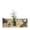 Buisson Ardent Coccinea Soleil D'or/pot De 3l - 60/80 Cm -VIDA Plantes Magasin 63f4b669a67a62.21156166