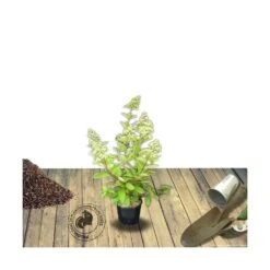 Hortensia Paniculata Vanille Fraise® 'renhy'/pot De 4l - 40/60 Cm -VIDA Plantes Magasin 63f4b6a7b3e9a2.38588138