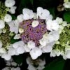 Hortensia Aspera Sargentiana/godet - 5/20 Cm -VIDA Plantes Magasin 63f4b9b3d07839.85242316