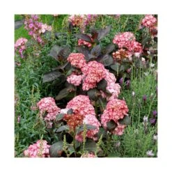 Hortensia You&me® Miss Saori 'h2002'/pot De 4l - 40/60 Cm -VIDA Plantes Magasin 63f4b9c537dd16.22125976