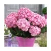 Hortensia You&me® Miss Saori 'h2002'/pot De 4l - 40/60 Cm -VIDA Plantes Magasin 63f4b9c5476631.13398440