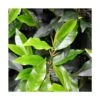 Laurier Du Portugal Angustifolia/pot De 5l - 80/100 Cm -VIDA Plantes Magasin 63f4b9ca079f59.52637573