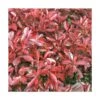 Photinia X Fraseri Little Red Robin/pot De 5l - 40/60 Cm -VIDA Plantes Magasin 63f4b9d591ef53.60812525