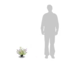 Arbre Aux Papillons Davidii Empire Blue/pot De 3l - 20/40 Cm -VIDA Plantes Magasin 63f4b9e5634402.74822085