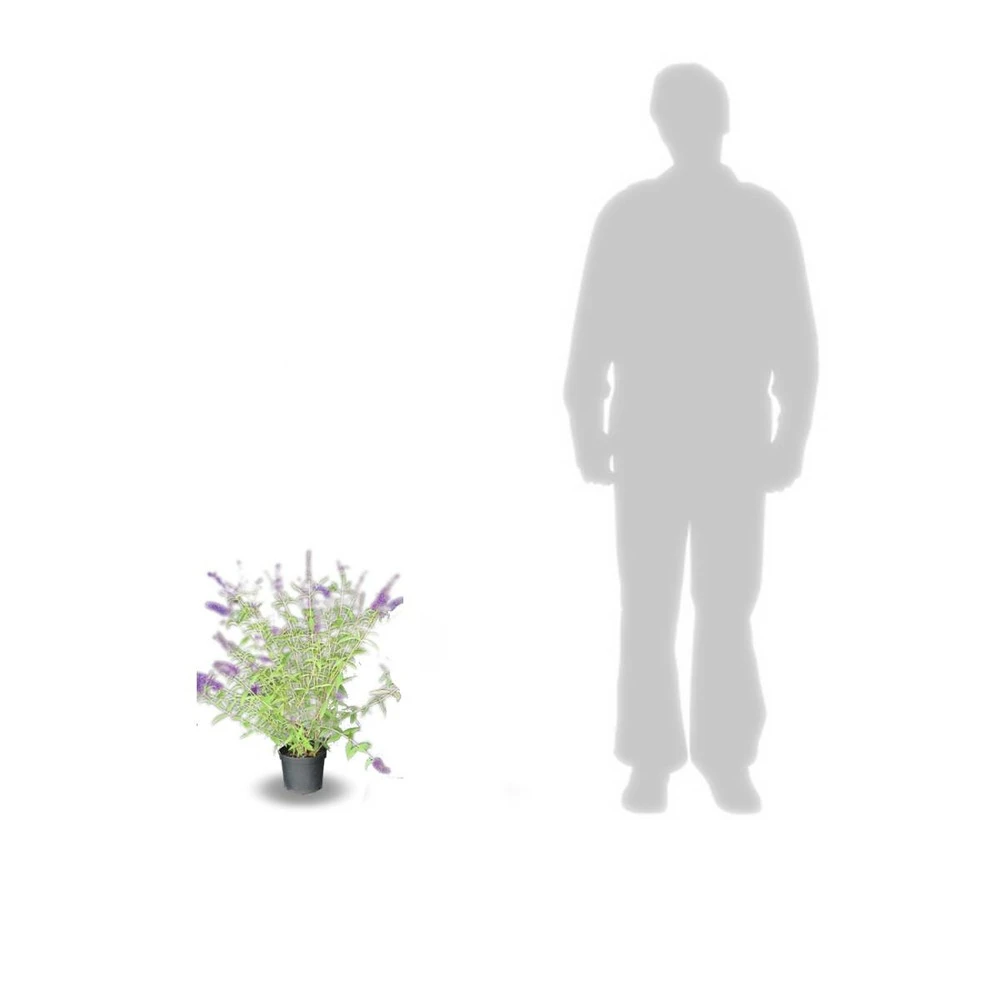 Arbre Aux Papillons Davidii Black Knight/pot De 4l - 40/60 Cm 5 Arbre Aux Papillons Davidii Black Knight/pot De 4l - 40/60 Cm – Image 3