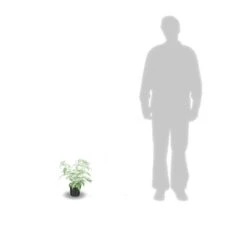 Arbre Aux Papillons Davidii Nanho Blue/pot De 3 L - 40/50 Cm -VIDA Plantes Magasin 63f4b9fa3ae501.28215871