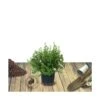 Potentille Fruticosa Red Ace/pot De 3l - 40/60 Cm -VIDA Plantes Magasin 63f4ba1835df38.67470566