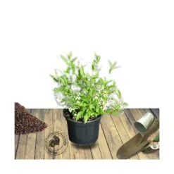 Deutzie X Hybrida Yuki Cherry Blossom® 'ncdx2'/pot De 4l - 20/40 Cm