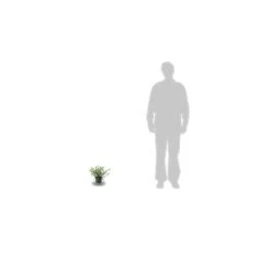 Ceanothe Thyrsiflorus Var. Repens/pot De 3l - 20/40 Cm -VIDA Plantes Magasin 63f4ba30bc1119.95430862