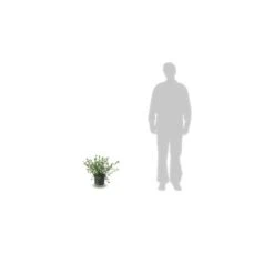 Ceanothe Pallidus Marie Simon/pot De 7,5l - 40/60 Cm -VIDA Plantes Magasin 63f4ba37e83027.14538344