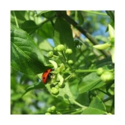 Fusain D'europe Europaeus/pot De 3l - 40/60 Cm -VIDA Plantes Magasin 63f4ba42a1b922.67424336