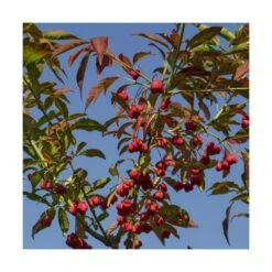 Fusain D'europe Europaeus/pot De 3l - 40/60 Cm -VIDA Plantes Magasin 63f4ba42a54d26.48055387