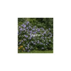 Hibiscus Syriacus Blue Chiffon® 'notwoodthree'/pot De 4l - 40/60 Cm -VIDA Plantes Magasin 63f4ba45123893.71488894