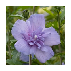 Hibiscus Syriacus Blue Chiffon® 'notwoodthree'/pot De 4l - 40/60 Cm -VIDA Plantes Magasin 63f4ba453a9a03.76407787