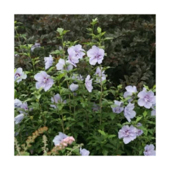 Hibiscus Syriacus Blue Chiffon® 'notwoodthree'/pot De 4l - 40/60 Cm -VIDA Plantes Magasin 63f4ba456362a6.44329061