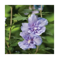 Hibiscus Syriacus Blue Chiffon® 'notwoodthree'/pot De 4l - 40/60 Cm -VIDA Plantes Magasin 63f4ba45703d64.19434231