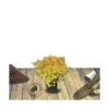 Spirée Japonica Golden Princess/pot De 3l - 20/40 Cm -VIDA Plantes Magasin 63f4ba4c3847e7.51849775